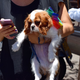Image for article titled Dispatch From Tel Aviv Pride, Israel's 'Holiday for Liberalism'